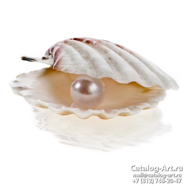 Seashells 24